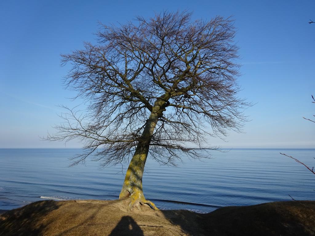 Solrosen I Simrishamn - Oesterlen Exterior foto